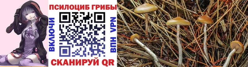 Псилоцибиновые грибы Psilocybine cubensis  Купить  Вяземский 